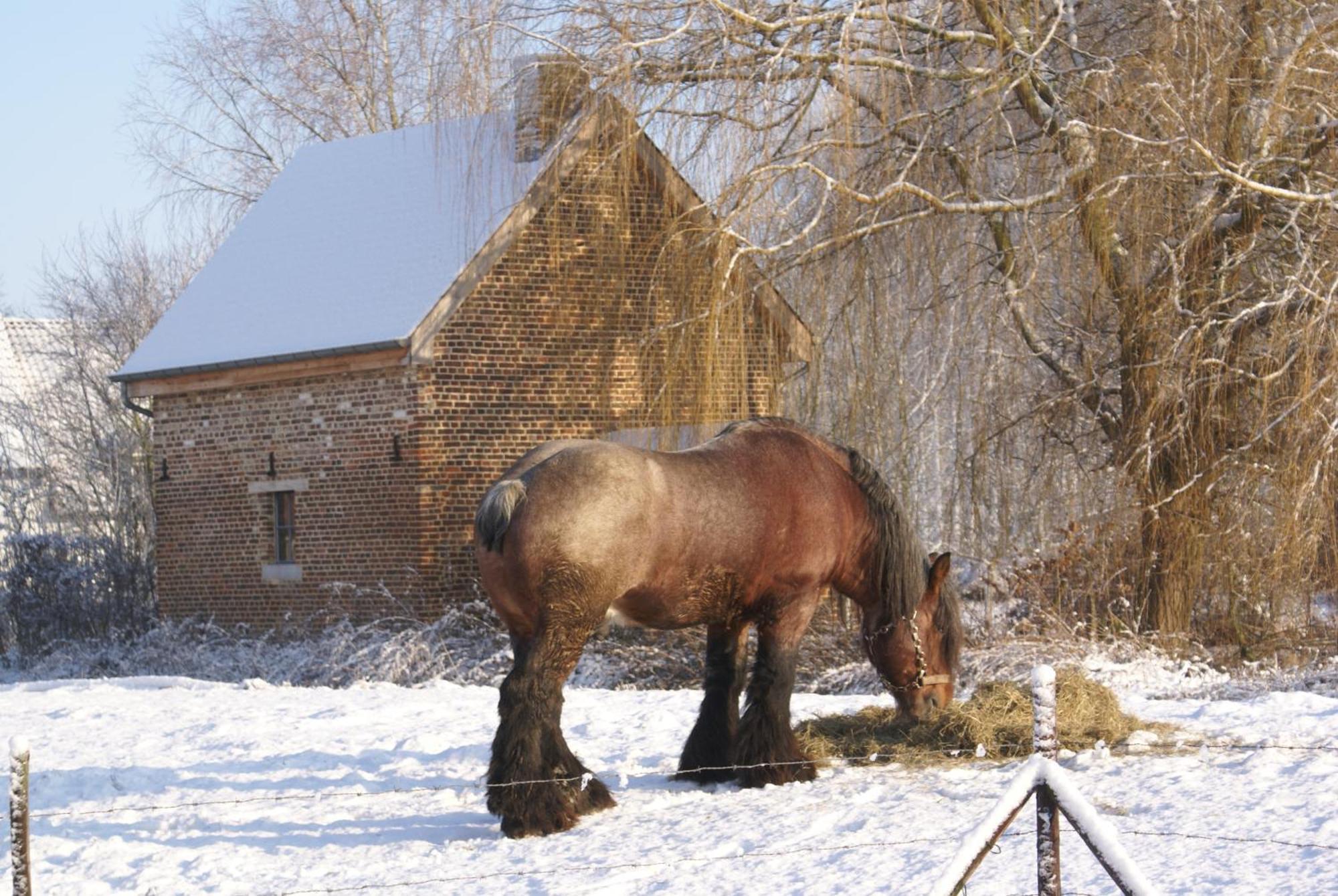 B&B De Metstermolen Sint-Truiden Exteriör bild